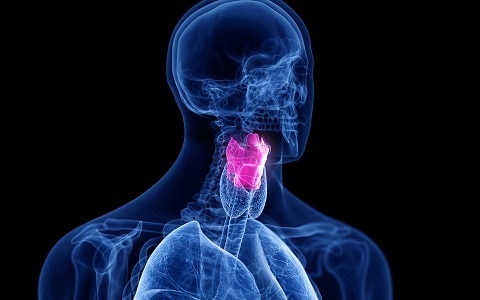 A stylized blue transparent X-ray illustration of an adult human from the chest up, against a black background. The skeleton and organs are visible. The voice box located in the throat is illuminated in pink.